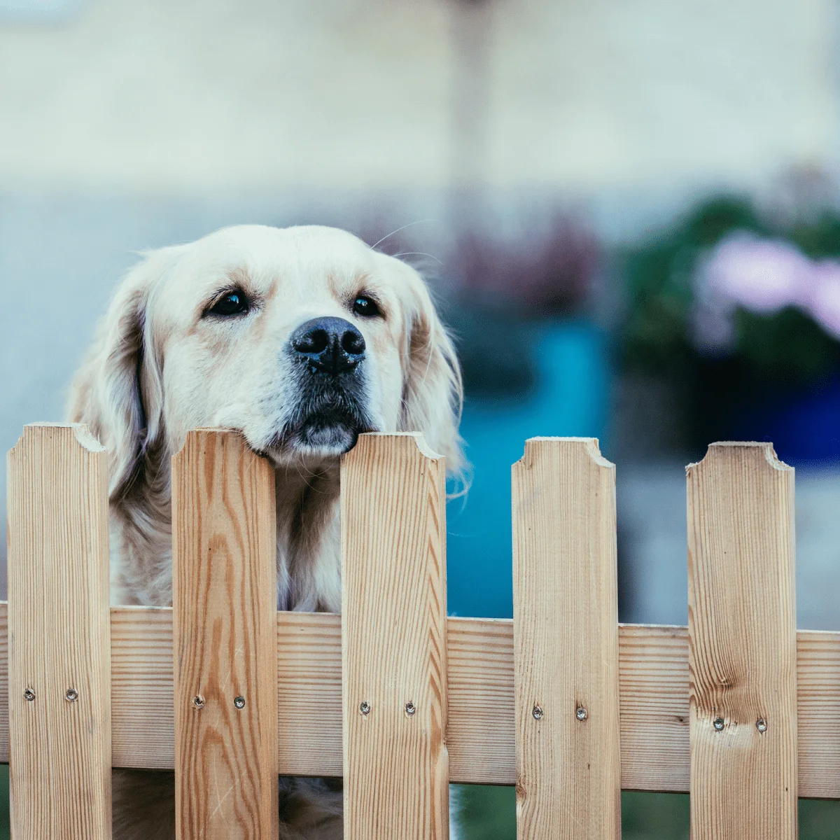 Volledig omheinde tuin voor honden.